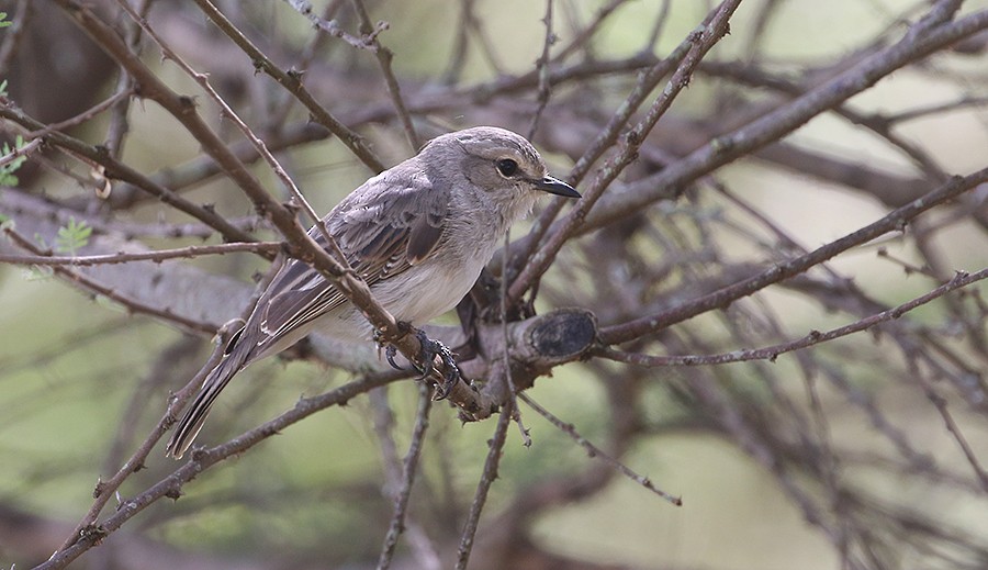 African Gray Flycatcher - Peter Ericsson