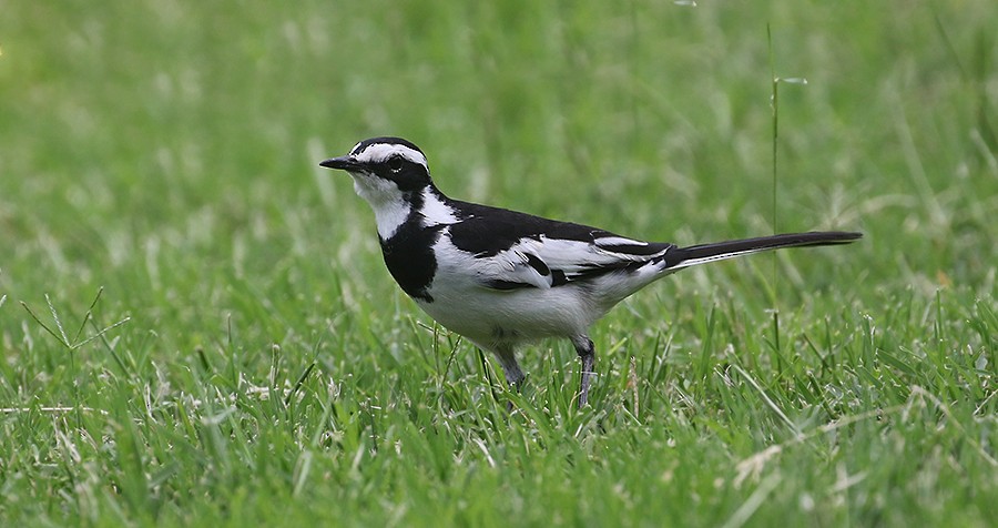 African Pied Wagtail - ML250047561