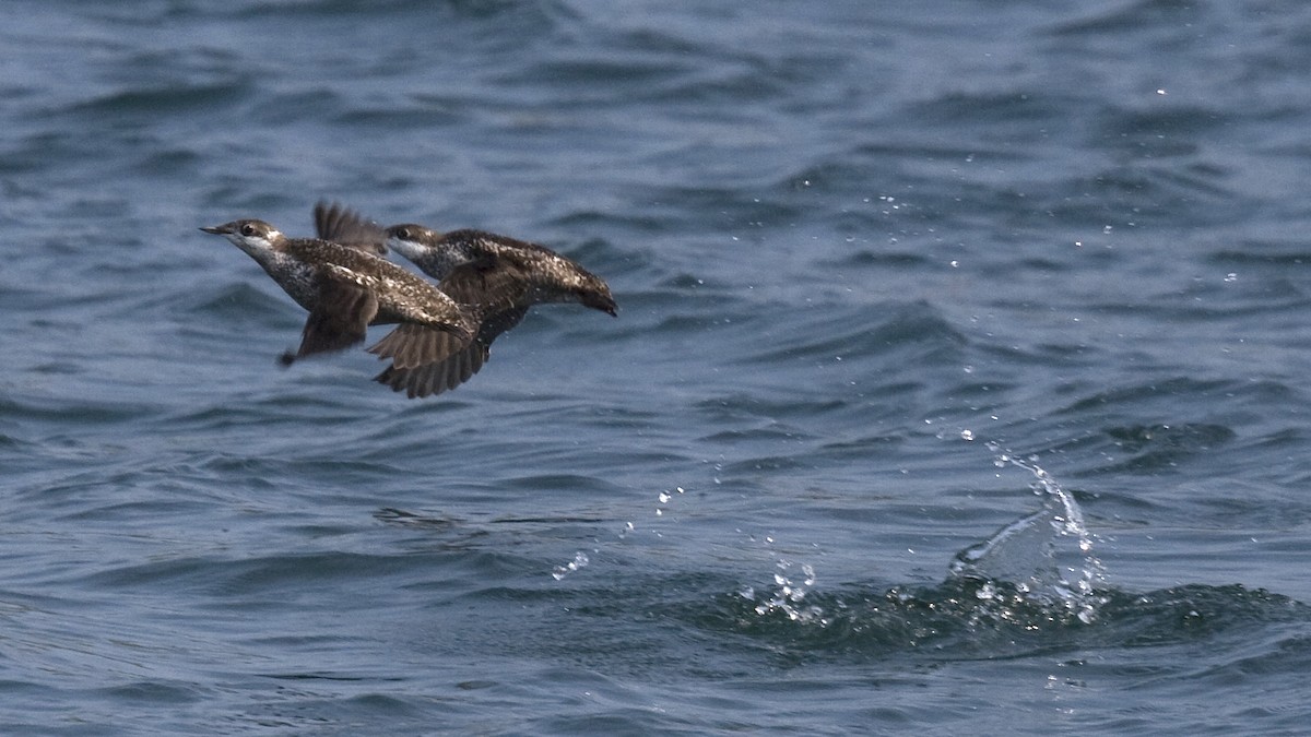 Long-billed Murrelet - ML250047601