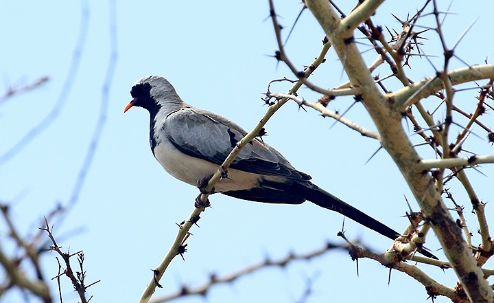 Namaqua Dove - ML250047771