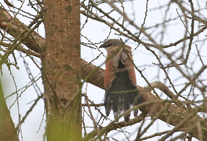 White-browed Coucal - ML250047801