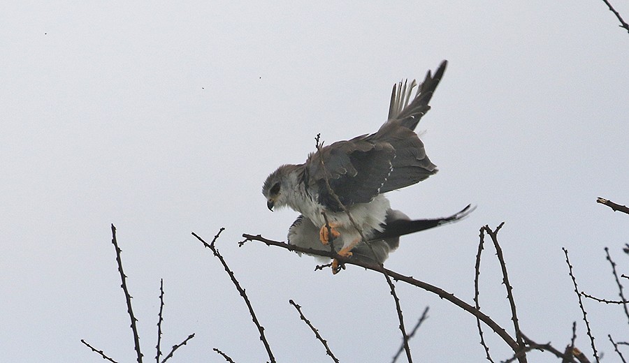 Black-winged Kite - ML250047831