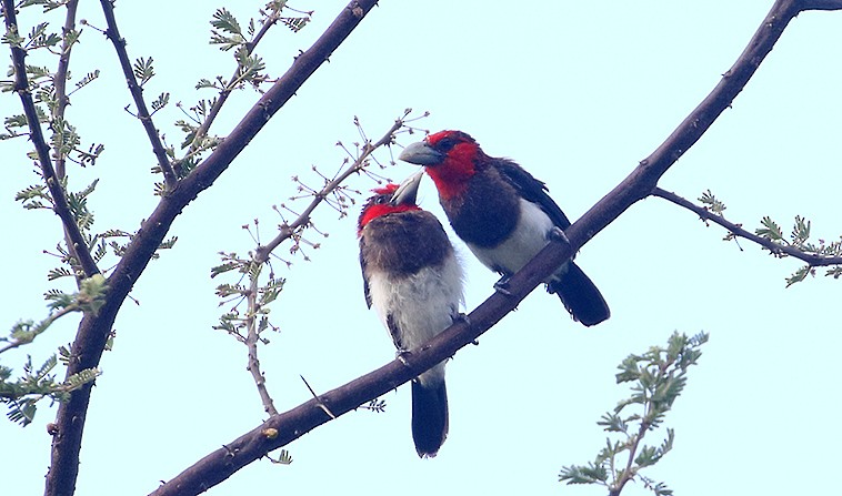 Brown-breasted Barbet - ML250047901