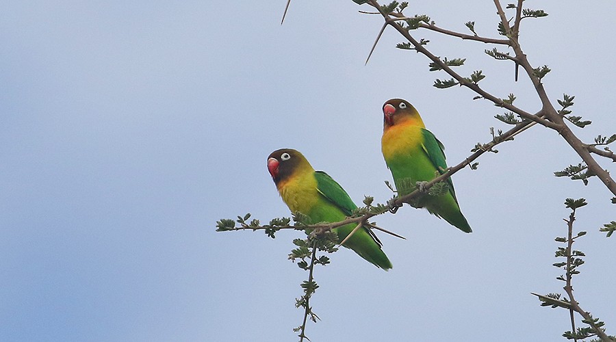 Yellow-collared Lovebird - ML250047921