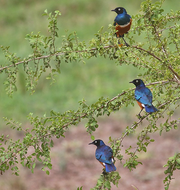 Superb Starling - ML250048201