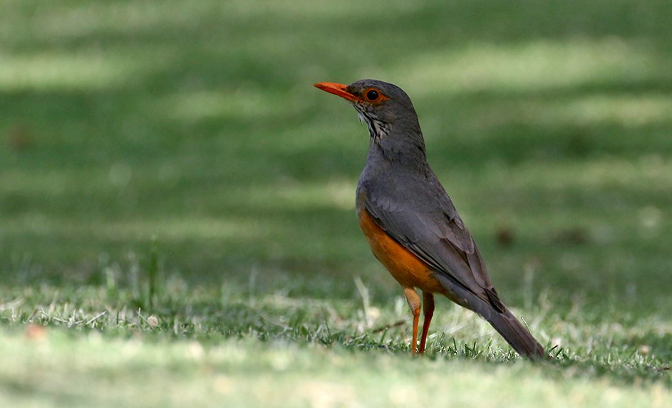 African Bare-eyed Thrush - ML250048291