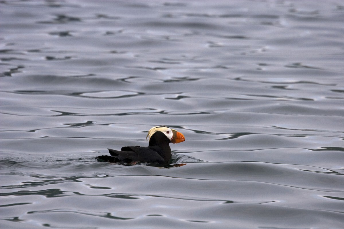 Tufted Puffin - ML250048411