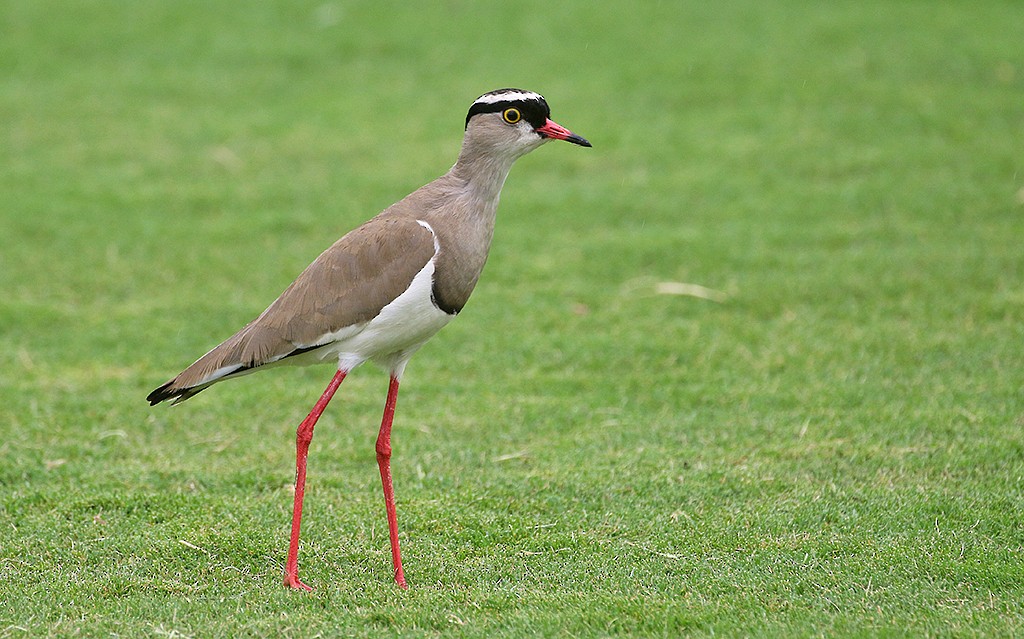 オウカンゲリ - ML250048811