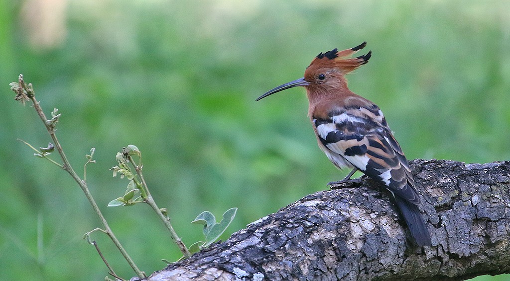 dudek chocholatý (ssp. africana) - ML250048911