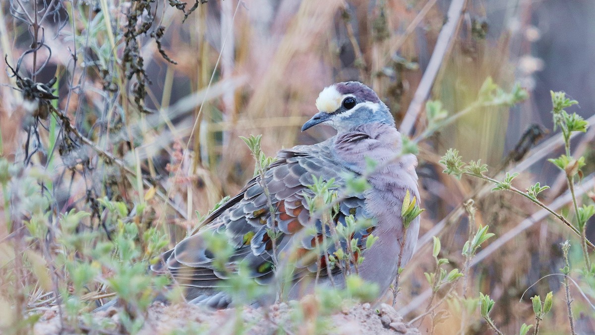 Common Bronzewing - ML250049551