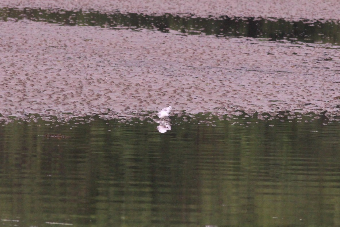 Bonaparte's Gull - ML250052761