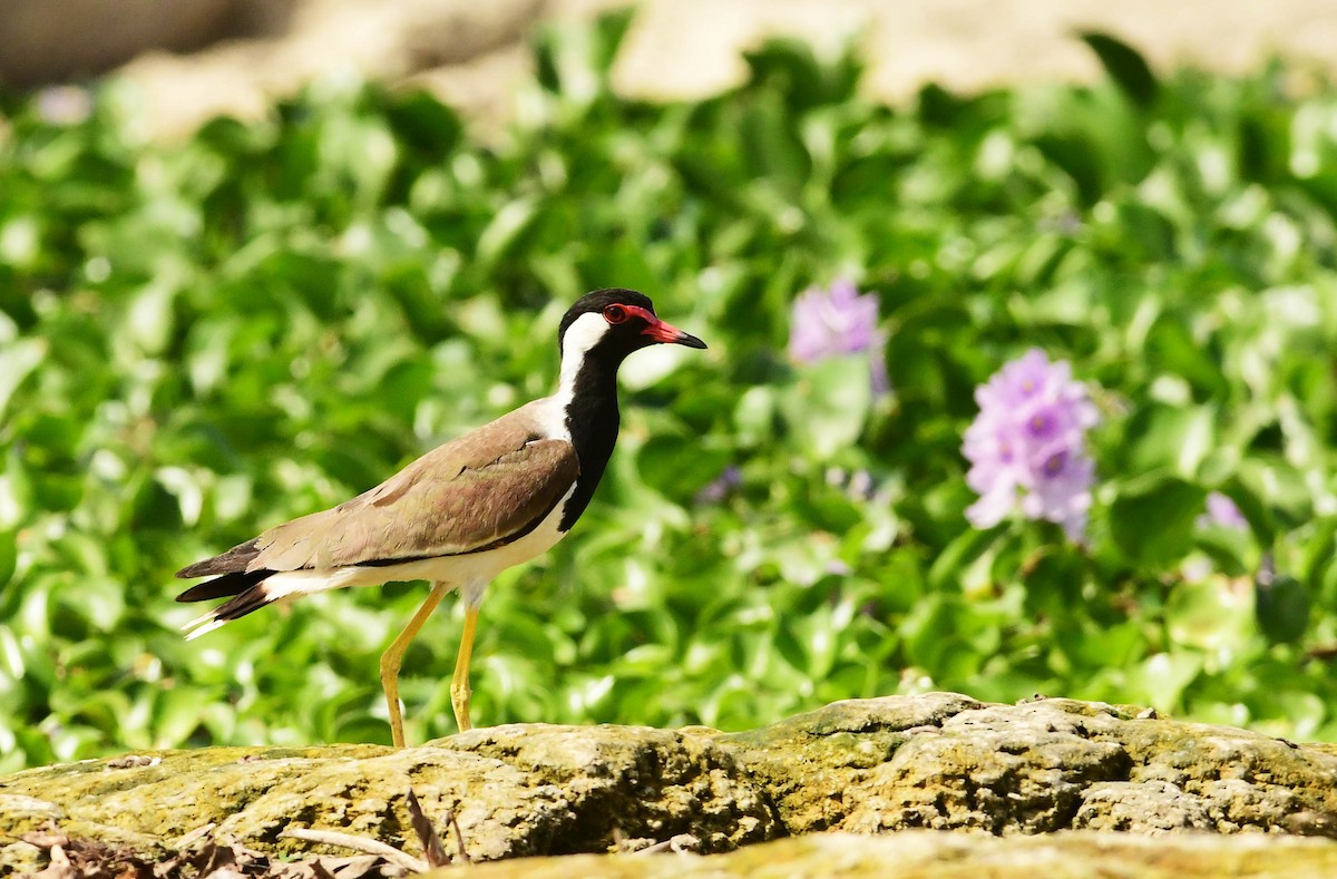 Red-wattled Lapwing - ML250053051