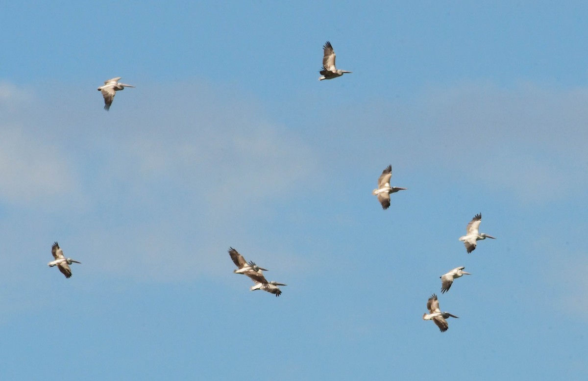 Spot-billed Pelican - Ravindran Kamatchi