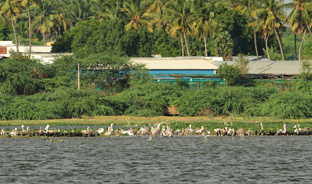 Spot-billed Pelican - Ravindran Kamatchi