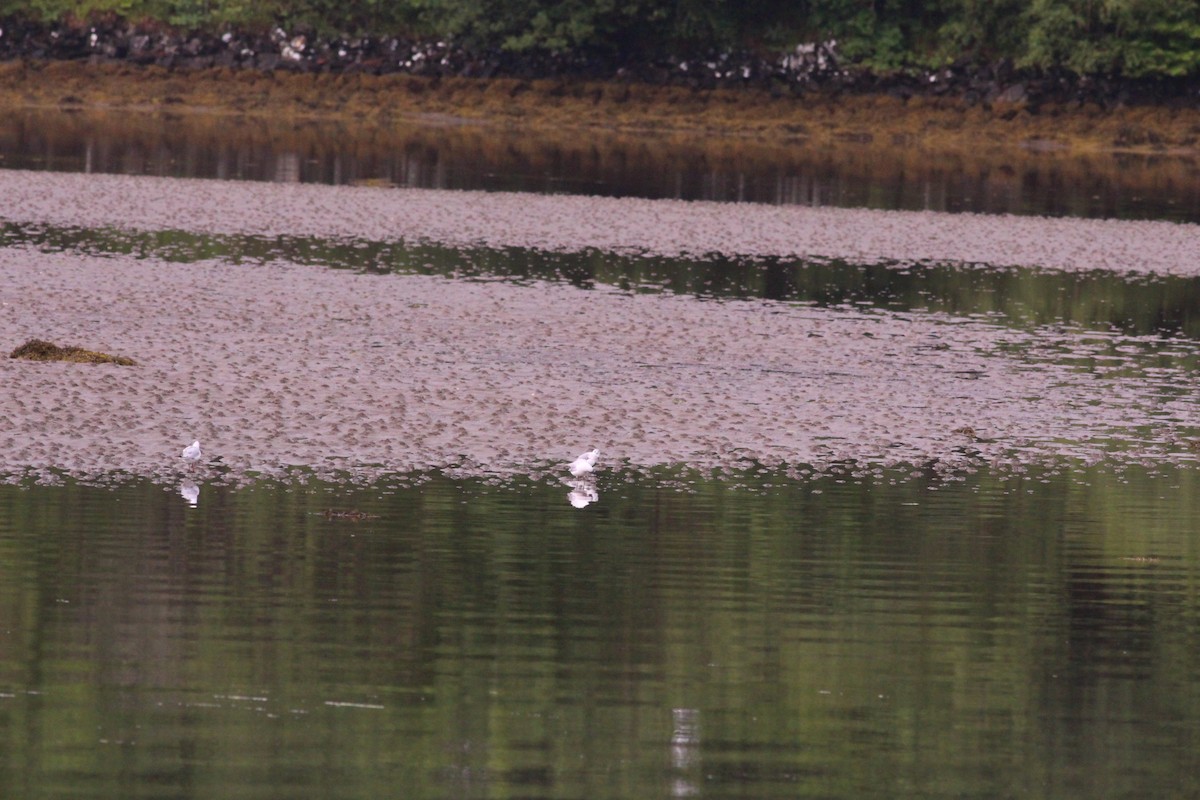 Bonaparte's Gull - ML250053261