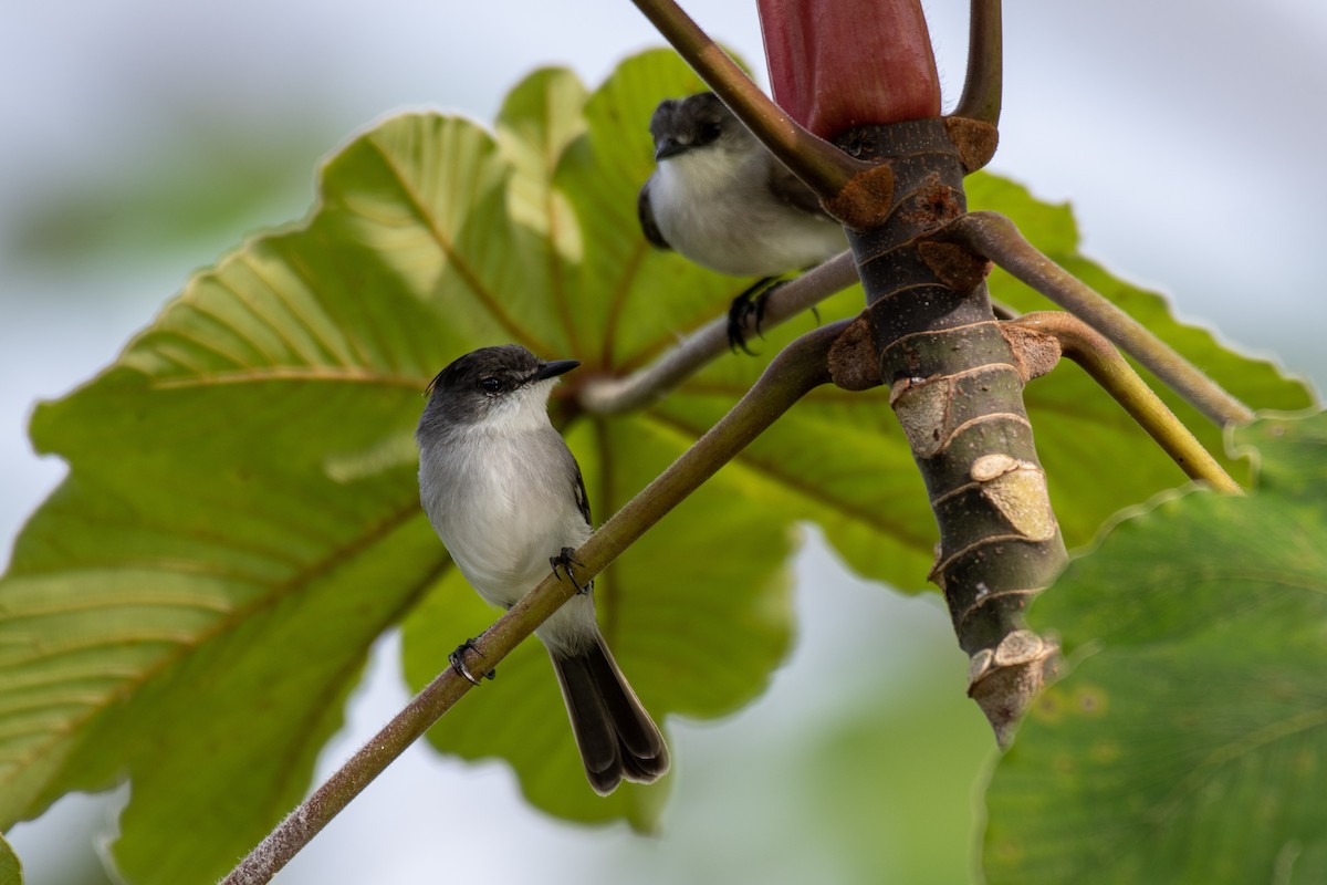 River Tyrannulet - Victor Castanho