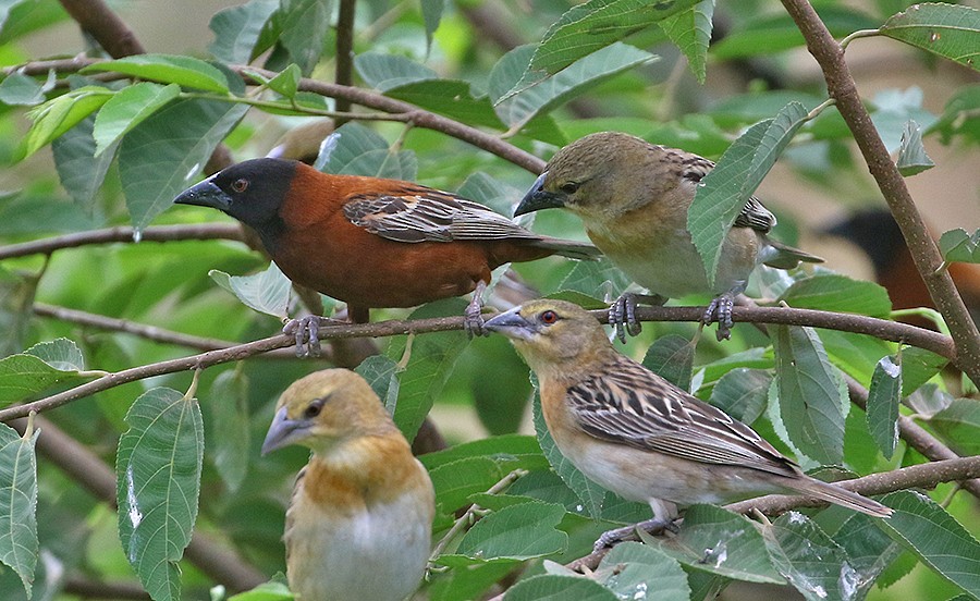 Chestnut Weaver - ML250053761