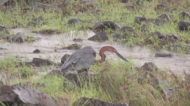 Goliath Heron - ML250056011