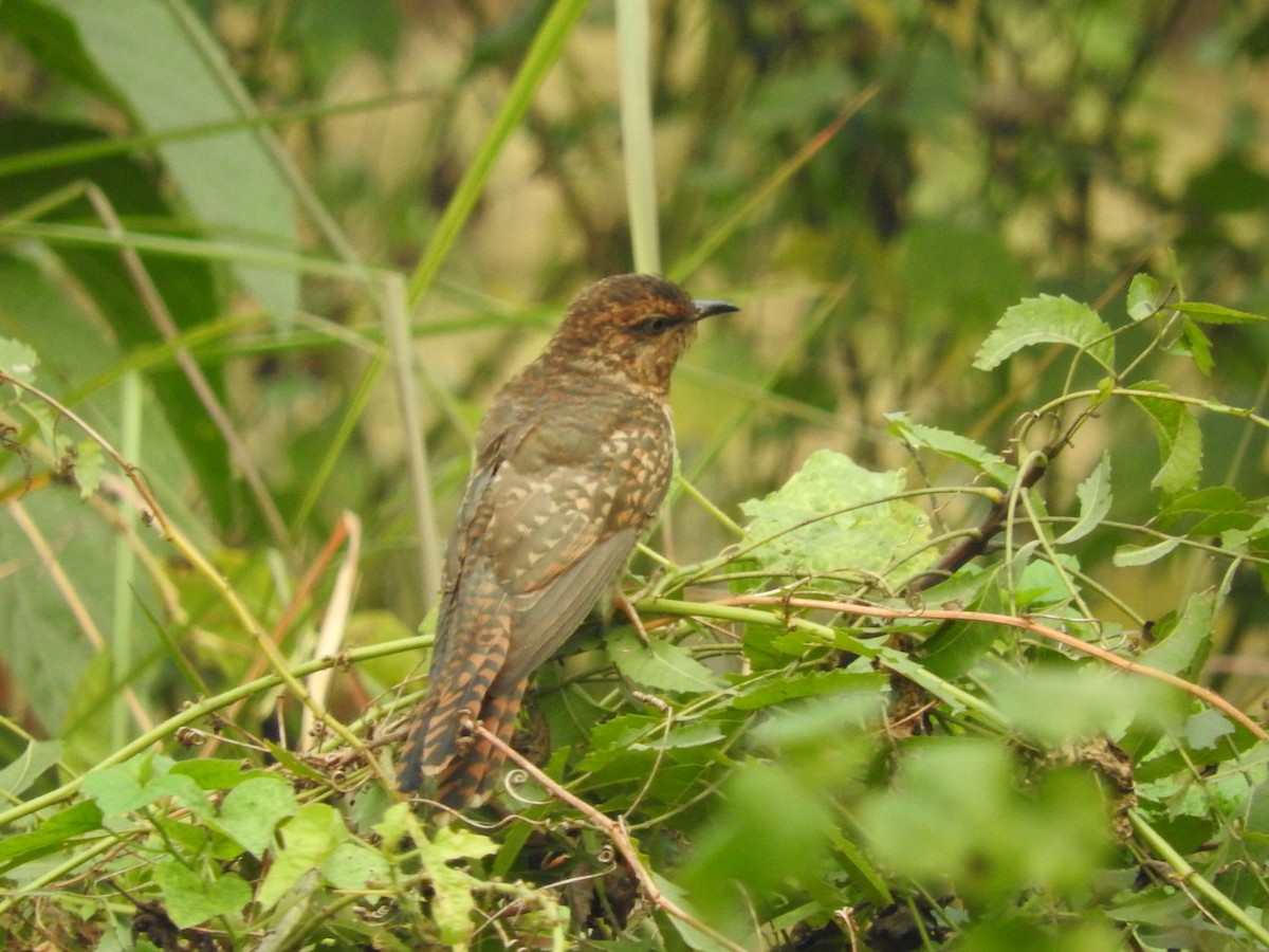 Plaintive Cuckoo - ML250056161