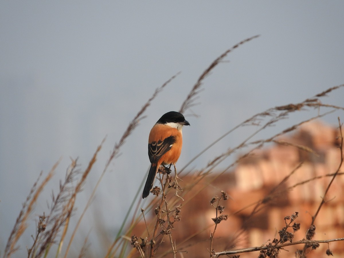 Long-tailed Shrike - ML250056461