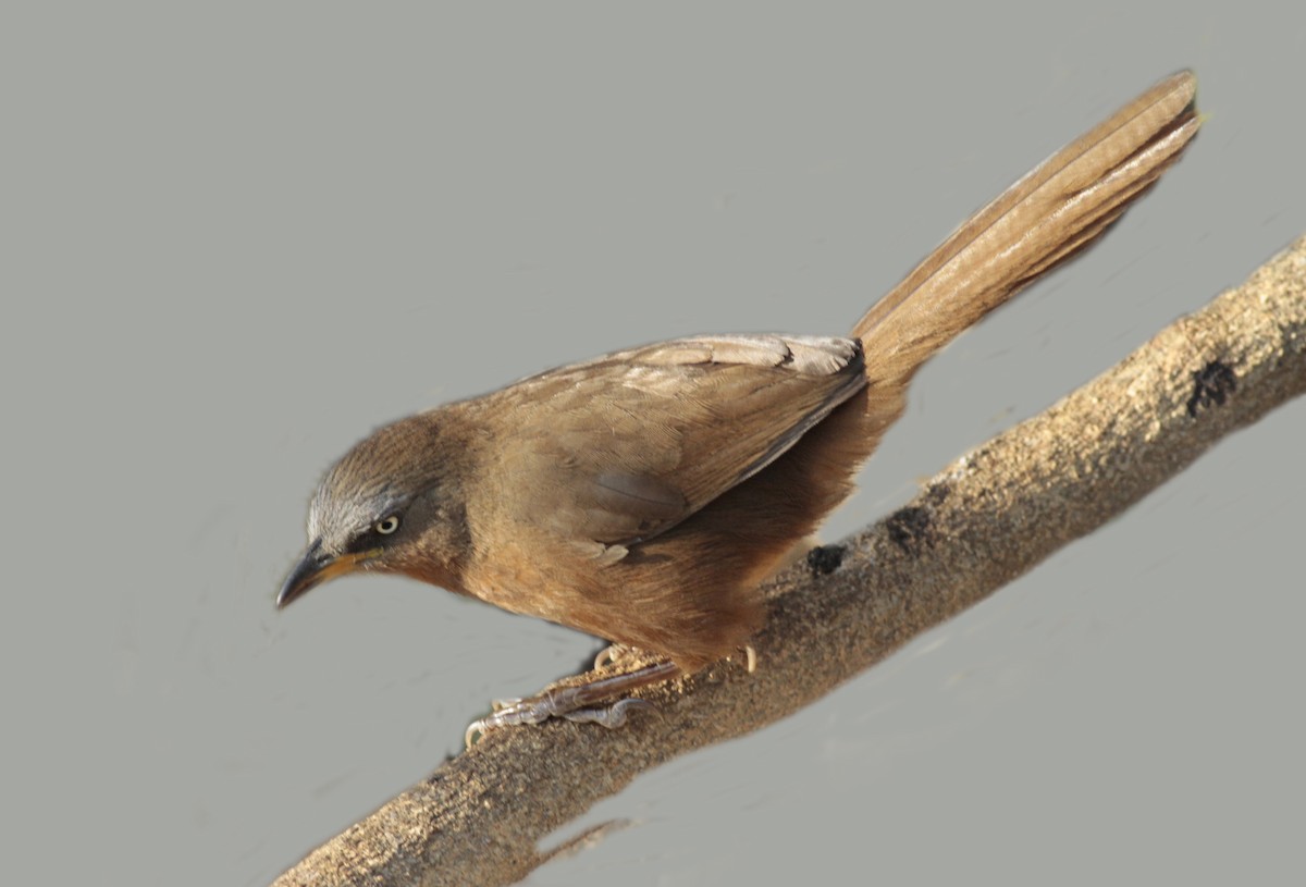Rufous Babbler - Sathyan Meppayur