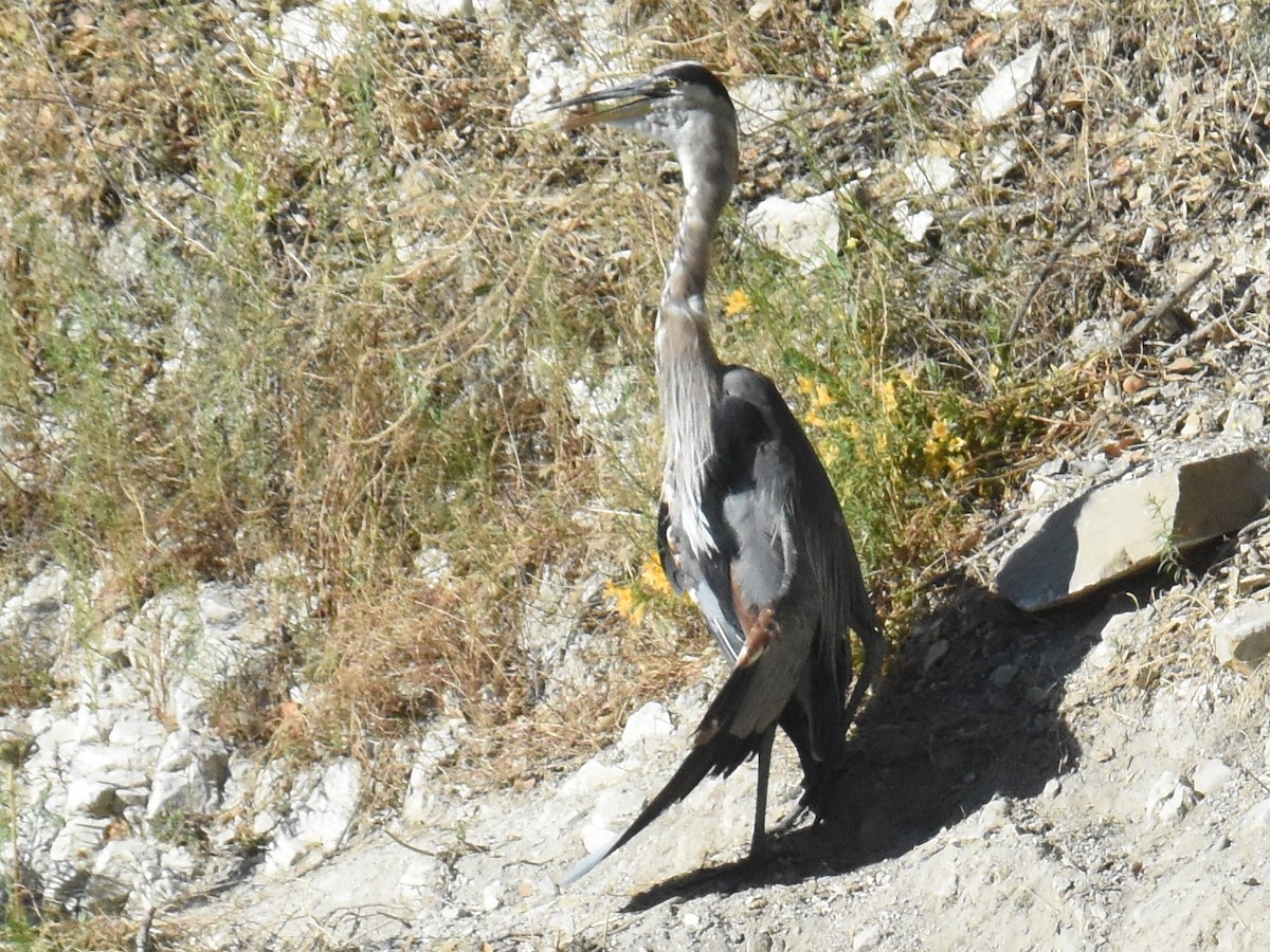 Great Blue Heron - ML250058871