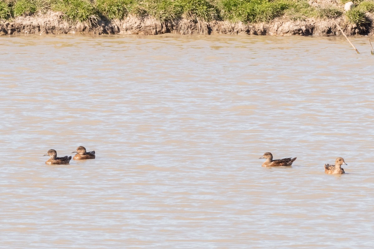 Eurasian Wigeon - ML250059011