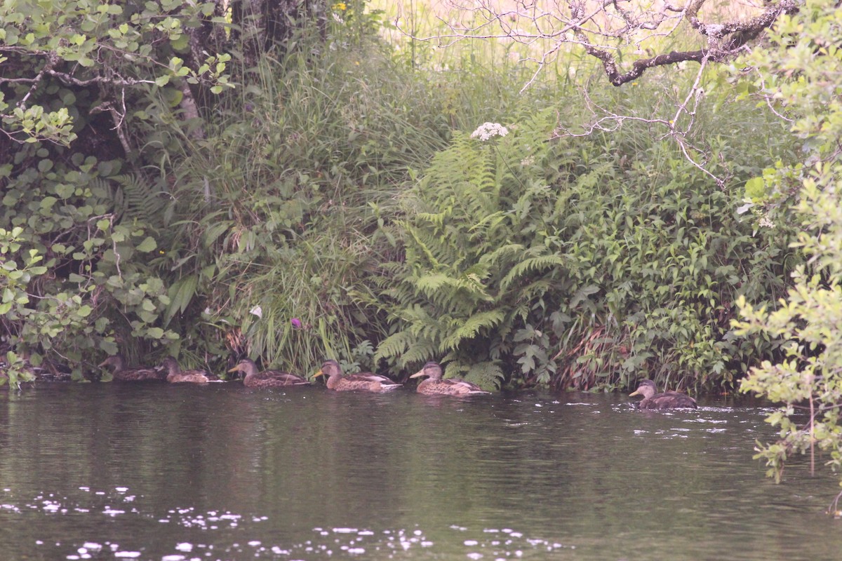 American Black Duck - Neil Hammatt