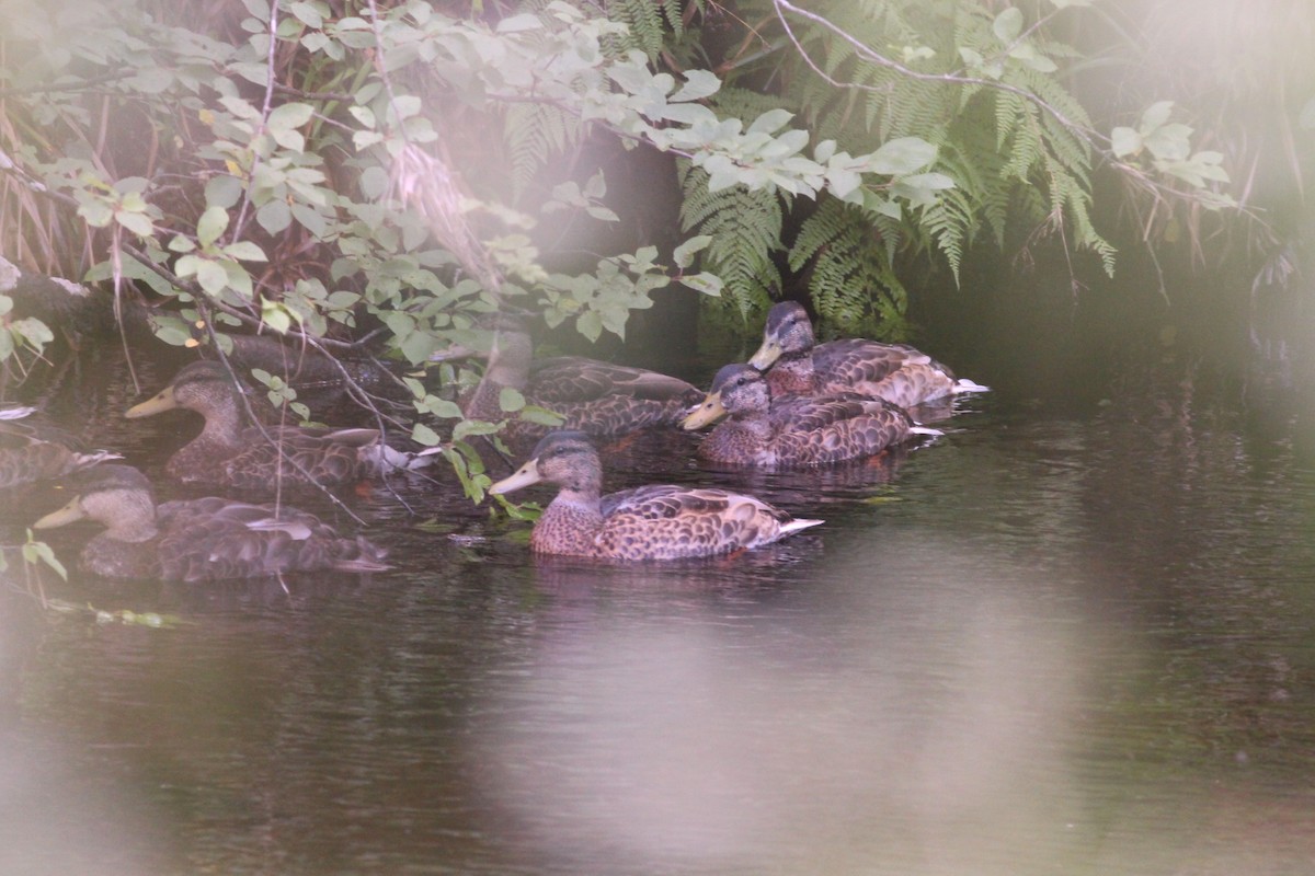 American Black Duck - Neil Hammatt