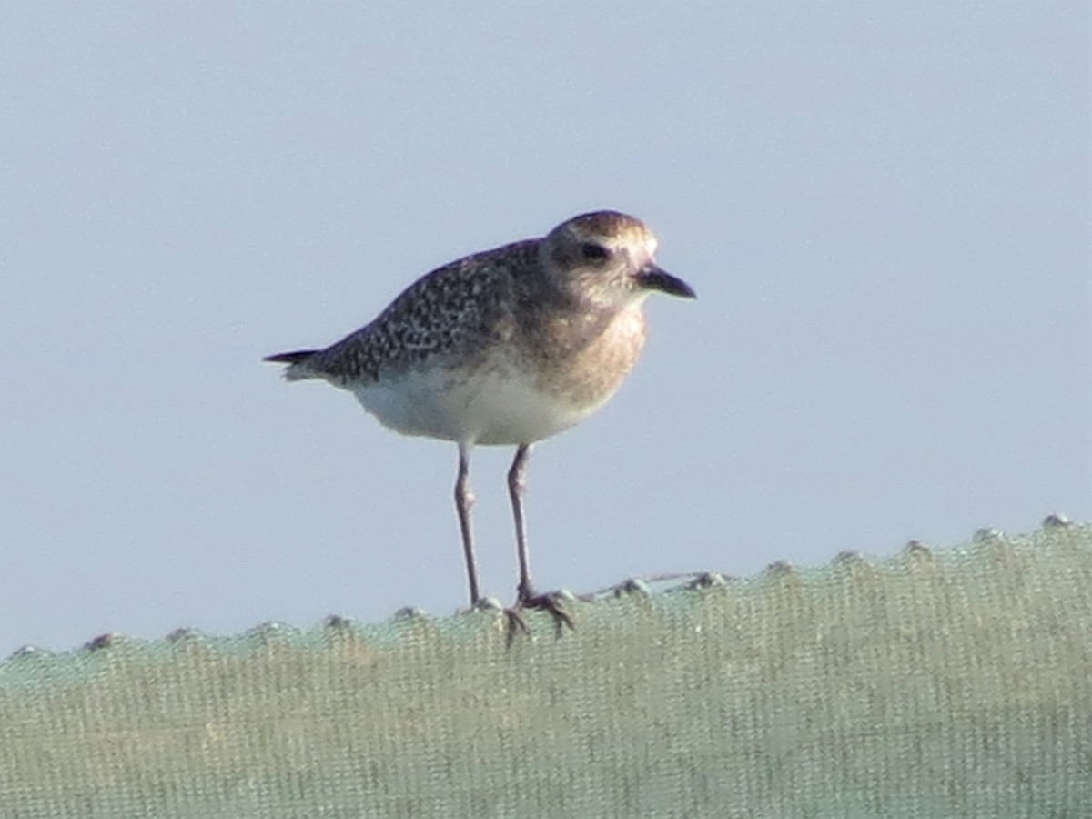 Black-bellied Plover - ML250065151