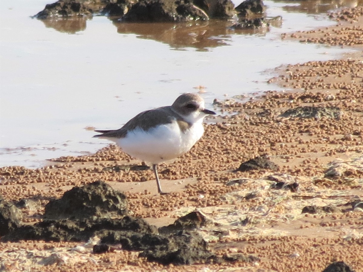 Tibetan Sand-Plover - ML250065221