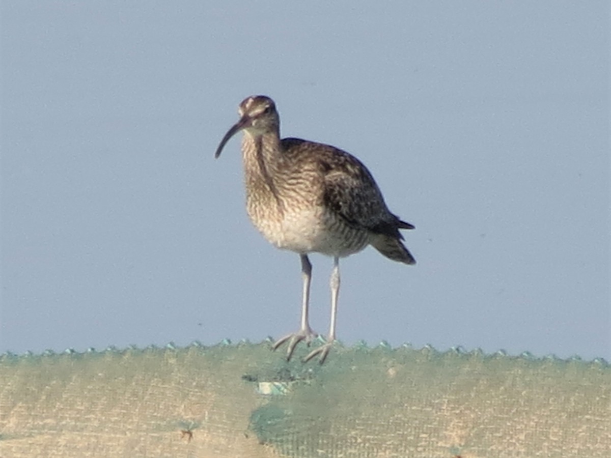 Whimbrel (European) - ML250065241