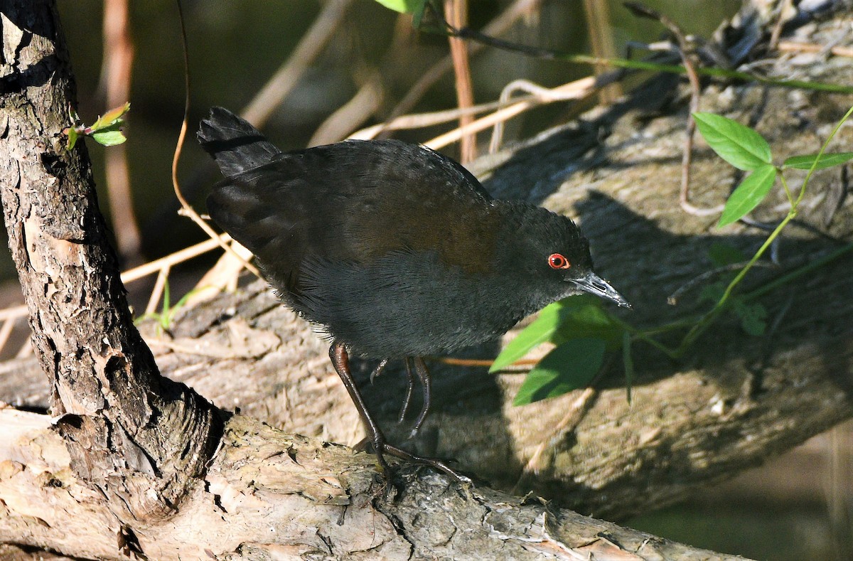 Spotless Crake - Michael Daley