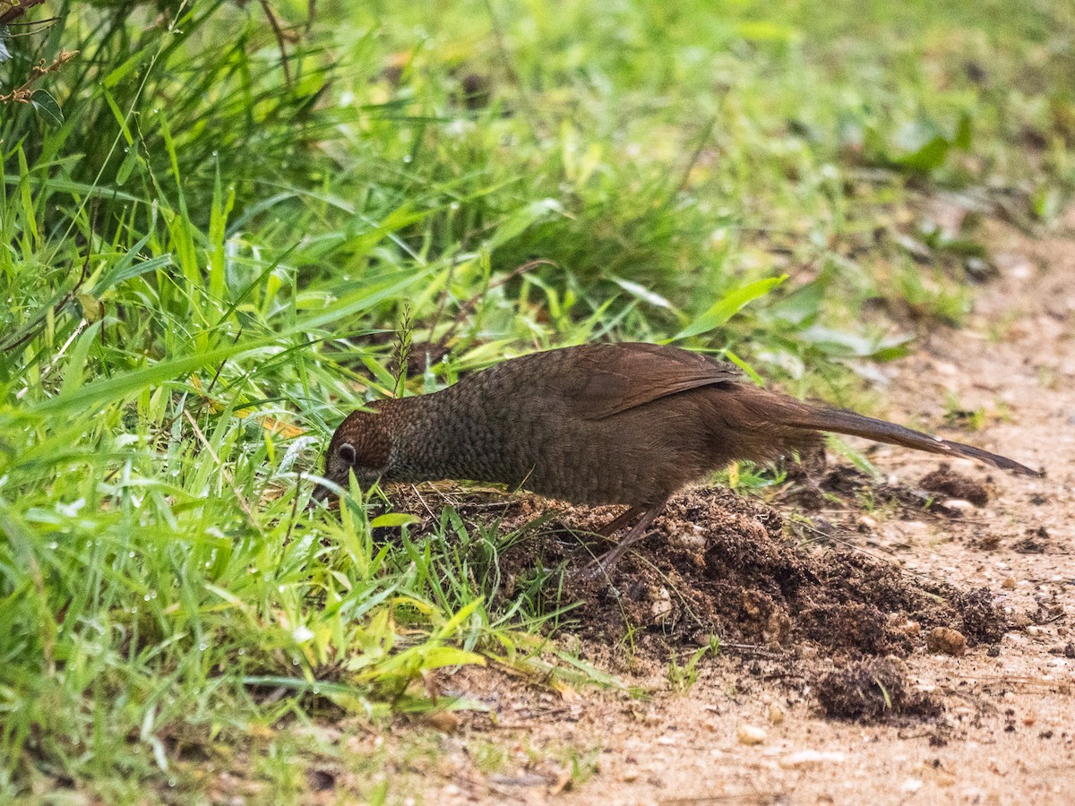 Rufous Bristlebird - ML250066311