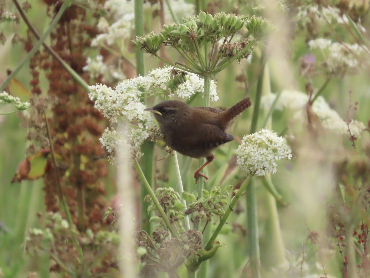 Eurasian Wren - David Campbell