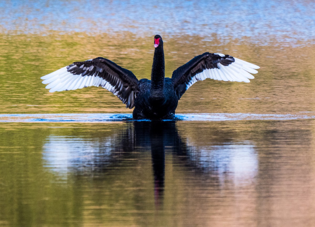 Black Swan - ML250066901