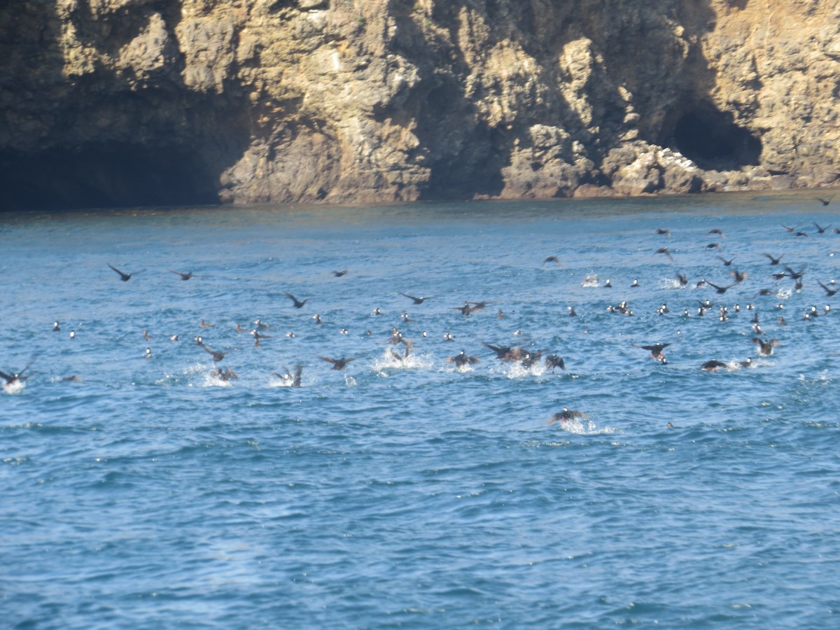 Surf Scoter - ML250067591