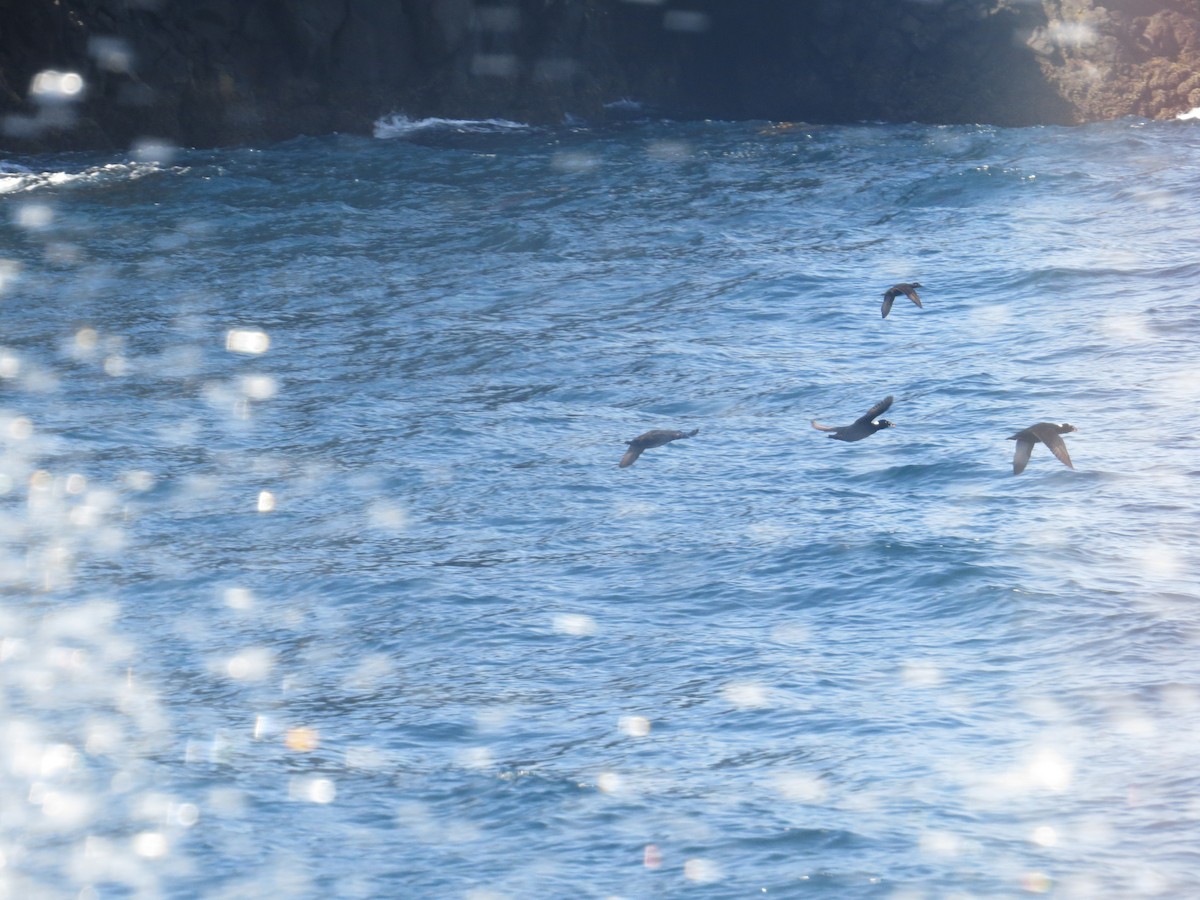 Surf Scoter - Stephen Matthews