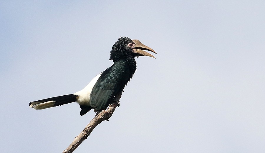 Silvery-cheeked Hornbill - ML250069521