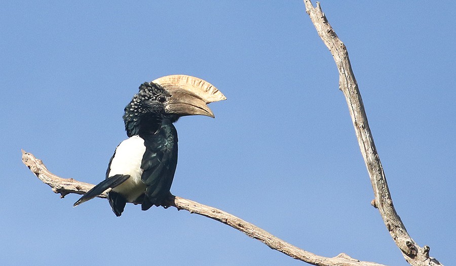 Silvery-cheeked Hornbill - ML250069531