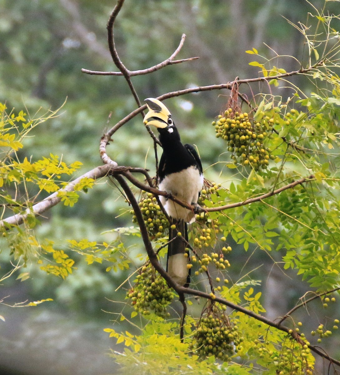 Oriental Pied-Hornbill - ML250070011