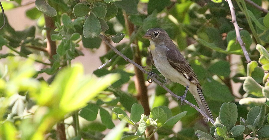 Yellow-spotted Bush Sparrow - ML250070421