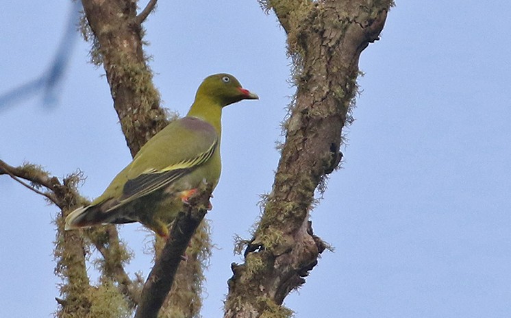 African Green-Pigeon - Peter Ericsson