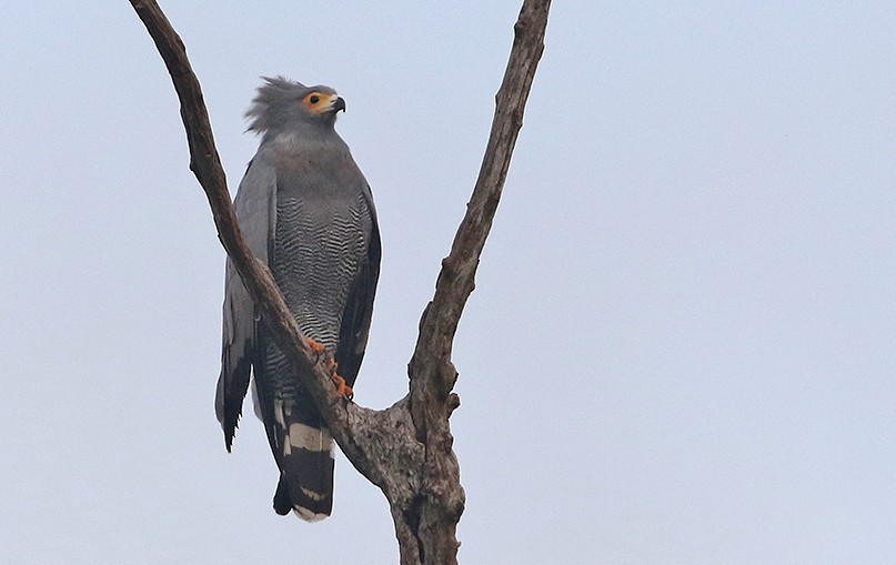 African Harrier-Hawk - ML250070761