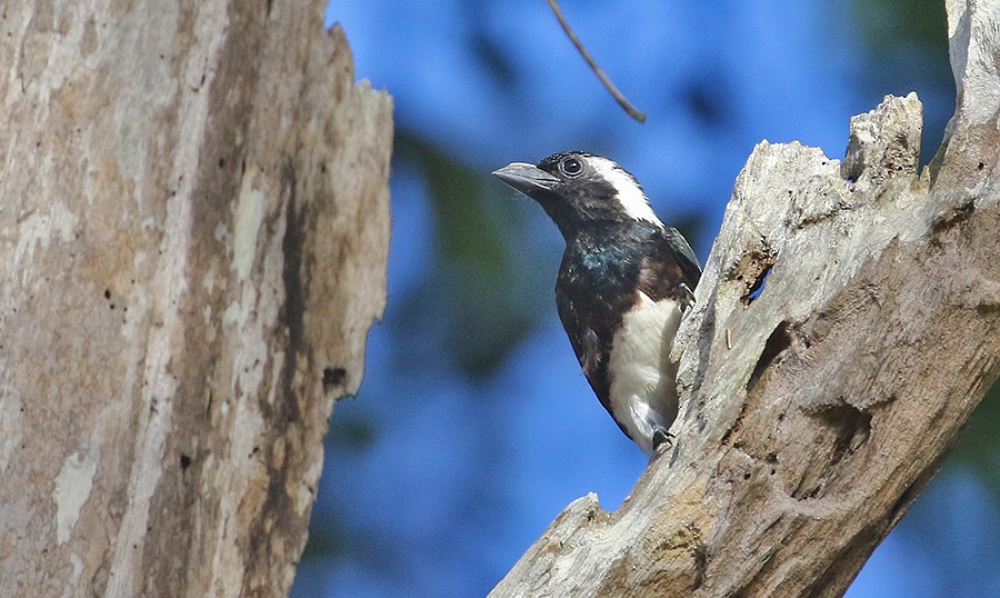 White-eared Barbet - ML250070901