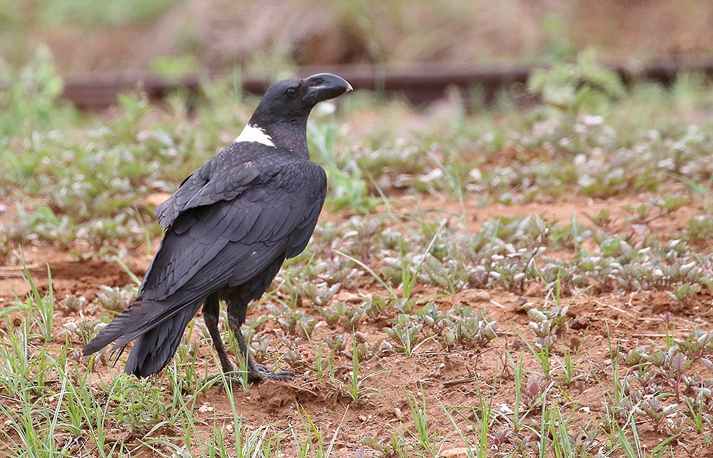 White-necked Raven - ML250070971