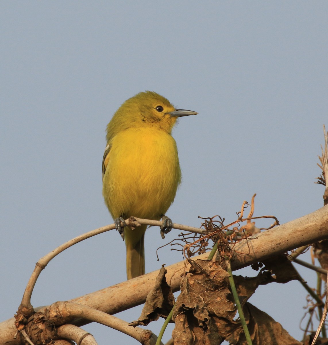 Common Iora - ML250073361