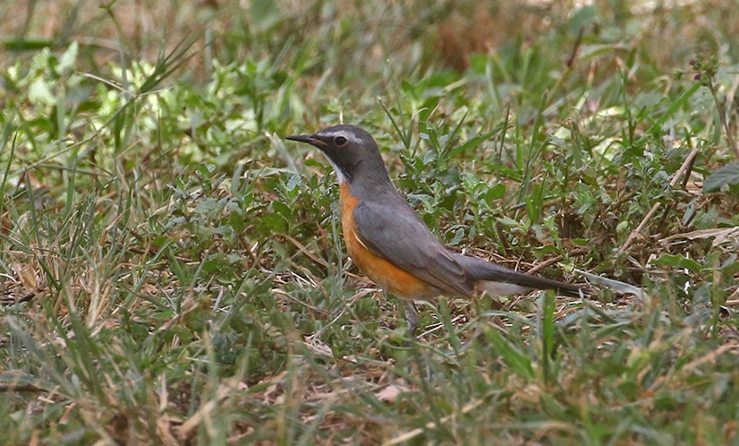 White-throated Robin - ML250075691