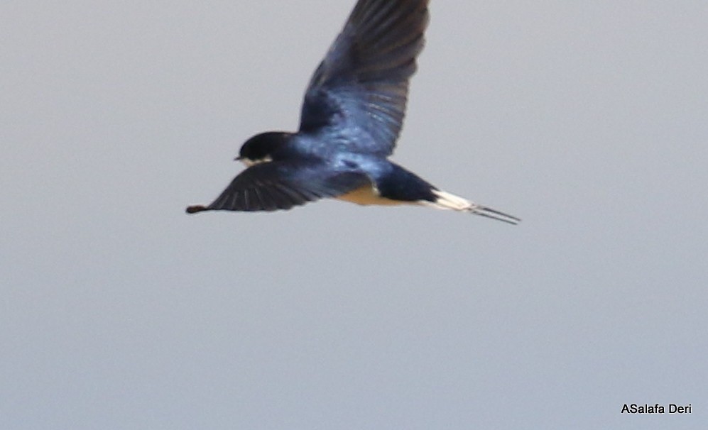 White-tailed Swallow - Fanis Theofanopoulos (ASalafa Deri)