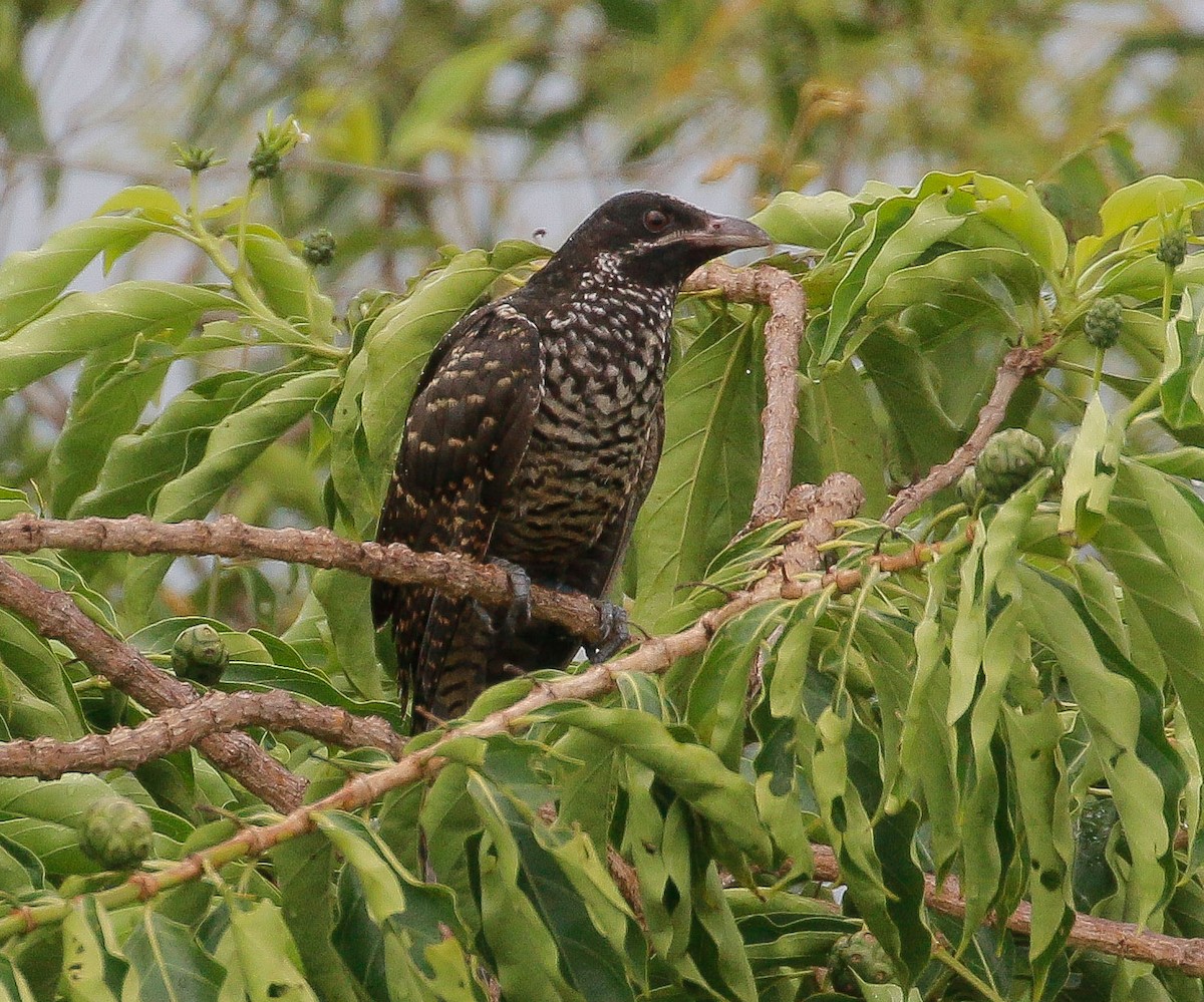 Asian Koel - Neoh Hor Kee